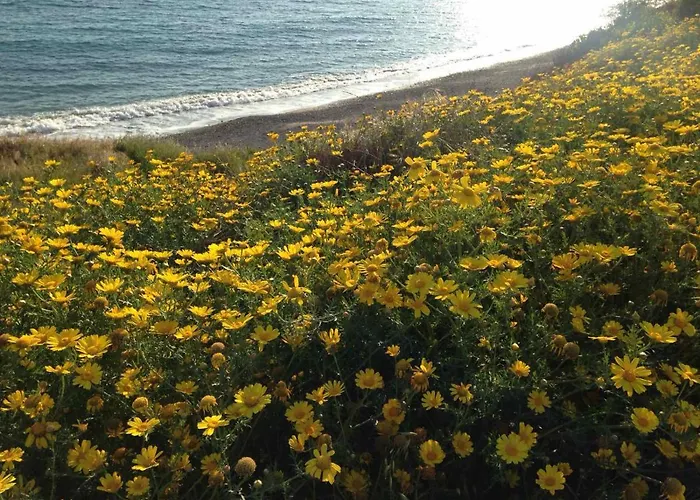 Zenberry House * Mandria (Paphos)